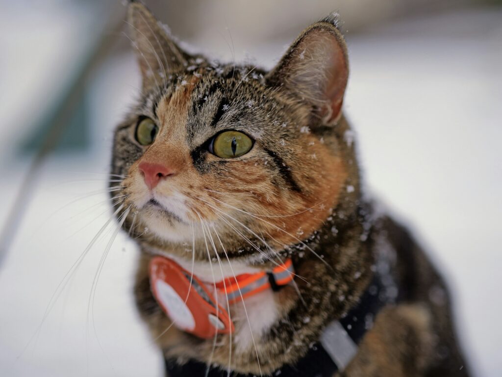 猫にAirTagをつけている画像